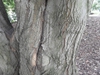 Tilia tomentosa
