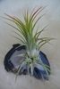 Plant with "pups"