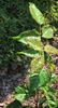 Toxicodendron Radicans