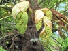 Trachycarpus fortunei