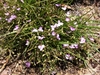 form in summer in Moore County