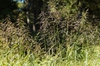 Tridens flavus