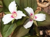 flower close-up, spring, Haywood County, NC