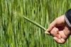 triticale grass with spikes of grain. Hand holding one spike.