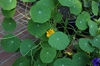 Tropaeolum