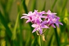Tulbaghia violacea