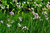 Tulbaghia violacea