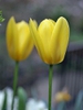 Tulipa spp.