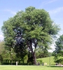 Ulmus americana