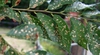 Ulmus pumila