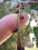Buds