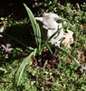 Lycoris radiata