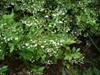 Vaccinium stamineum form in spring in Moore County