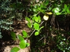 Leaves in early spring in Moore County