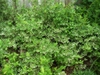 Vaccinium stamineum form in spring in Moore County