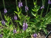 Summer form Moore county: flowers and leaves