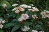 Viburnum davidii