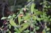 Viburnum obovatum