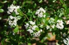 Viburnum obovatum