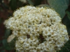 Spring form in bloom