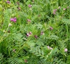 Vicia sativa