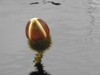 Victoria 'Longwood Hybrid' flower bud