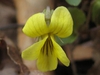 Viola hastata