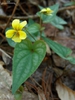 Viola hastata