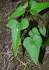 Viola hastata