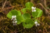 Viola renifolia
