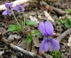 Viola spp.