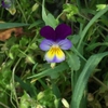 Viola tricolor leaves and flower.