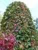 Parthenocissus quinquefolia