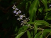Vitex negundo