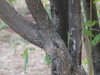 Vitex negundo