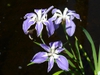 Flower in pond pots (1.5 ft. of water) in spring in Moore County