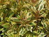 Weigela florida 'Sunset' PP23,212