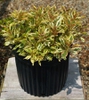 Weigela florida 'Sunset' PP23,212