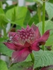 An insect on the red bracts and red flower buds.
