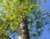 white oak in spring brunswick nature park skdavidson