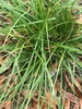Green, grass-like foliage.