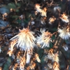 Winter seed head