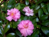 Camellia 'Winter's Interlude'