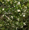 Camellia 'Winter's Snowman'