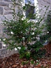 Camellia 'Winter's Snowman'