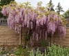Vine on wall with hanging clusters of purple flowers