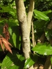 Bark