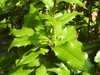 leaves