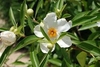 White flower