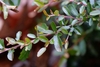 Branch and leaves